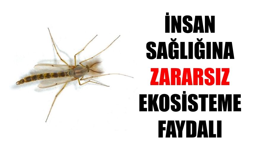 İnsan sağlığına zararsız ekosisteme faydalı
