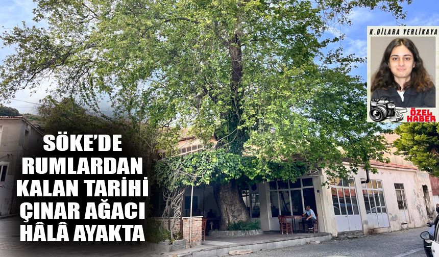 Söke’de Rumlardan kalan tarihi çınar ağacı hâlâ ayakta