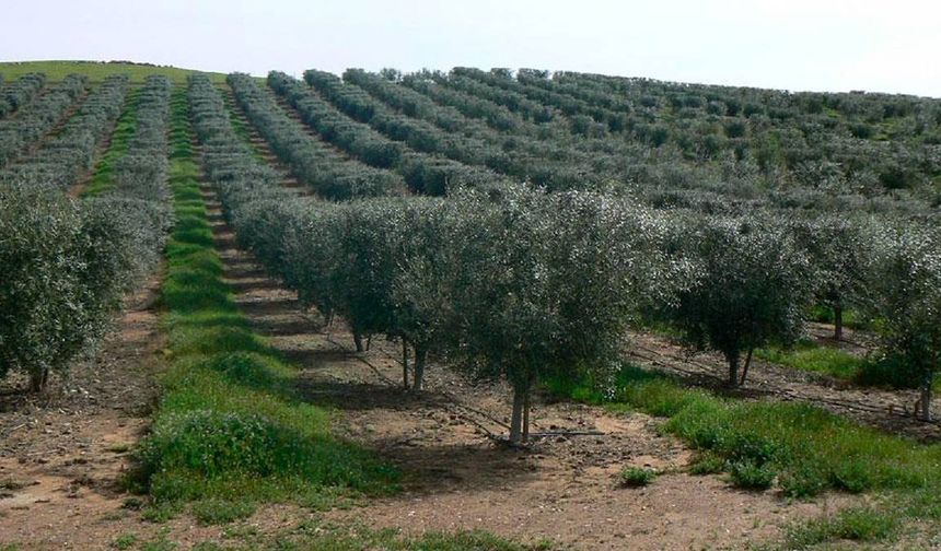 Çine’de kaçırılmayacak fırsat: 20 bin 179 m² zeytinlik mahkemeden satışa