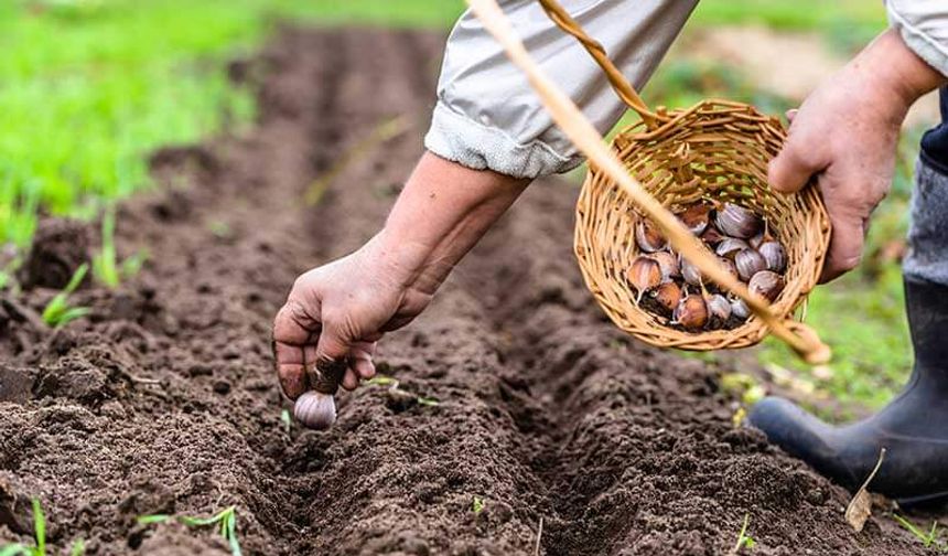 Bunu yapan Aydınlılar baharda büyük kazanacak! Kaçıran pişman olacak