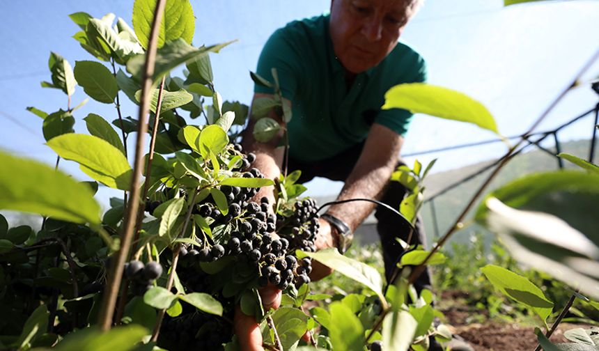 Çiftçiler Evlerini Satıp Bu İşe Giriyor: Yüksek Kazanç İçin Sır Bu Meyvede!