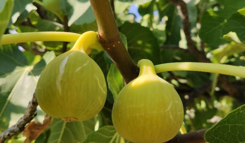 Kuyucak’ta çoklu satış: İki incir bahçesi ve bir arsa satışta