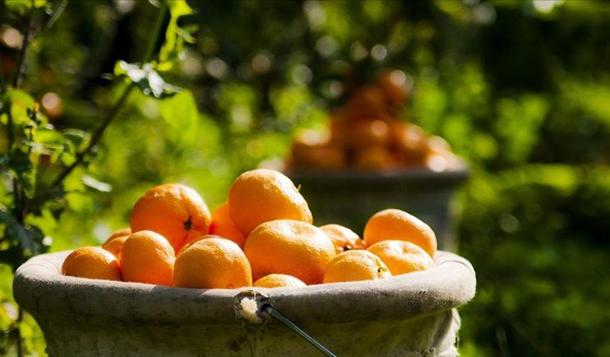 Raflarda Turuncu Mandalina Dönemi Kapandı! Uzmanlar Gerçeği Açıkladı
