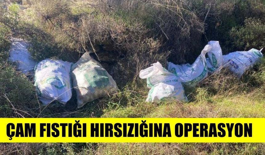 Aydın'da çam fıstığı hırsızlığına operasyon