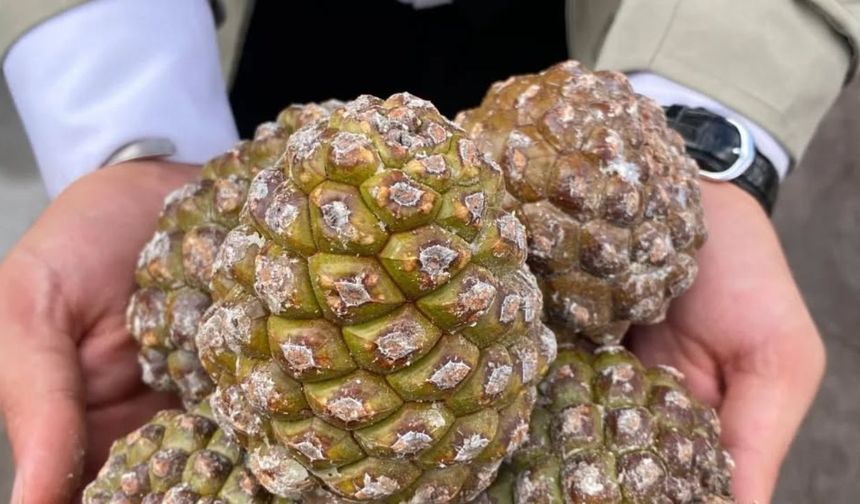 Aydın’ın çam fıstığı üretiminde sahip olduğu güç sahada incelendi