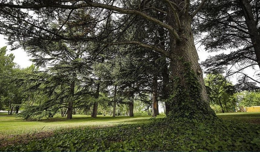 Evinin bahçesinde bu ağaçtan olanlara kötü haber geldi!