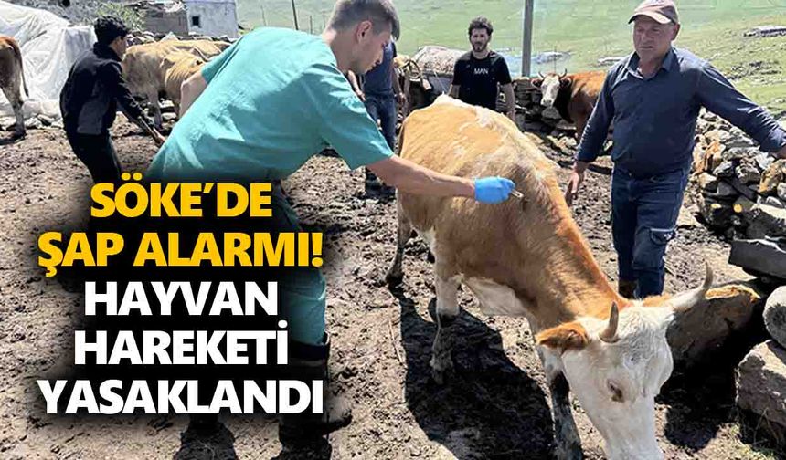 Söke’de şap alarmı! Hayvan hareketi yasaklandı