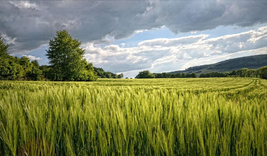 Çine Evciler’de değerli bahçe arazisi yargı yoluyla satışa çıkıyor