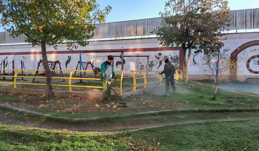 Efeler'in ağaç bakım ve budama çalışmaları sürüyor