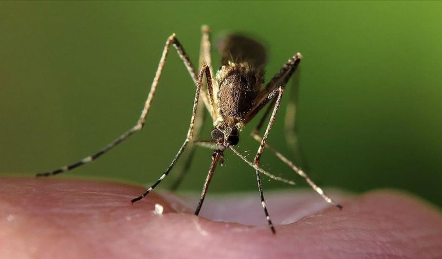 İklim değişikliği, hayvanlardan bulaşan hastalık riskini artırabilir