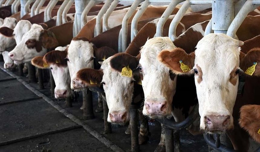 İnek sütü üretimi ekimde yıllık bazda geriledi