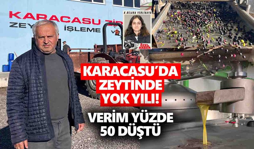 Karacasu’da zeytinde yok yılı! Verim yüzde 50 düştü