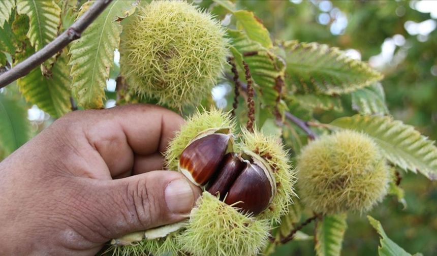 Aydın’da dikkat çeken satış: Kestane bahçesinin bir bölümü icradan alıcı arıyor