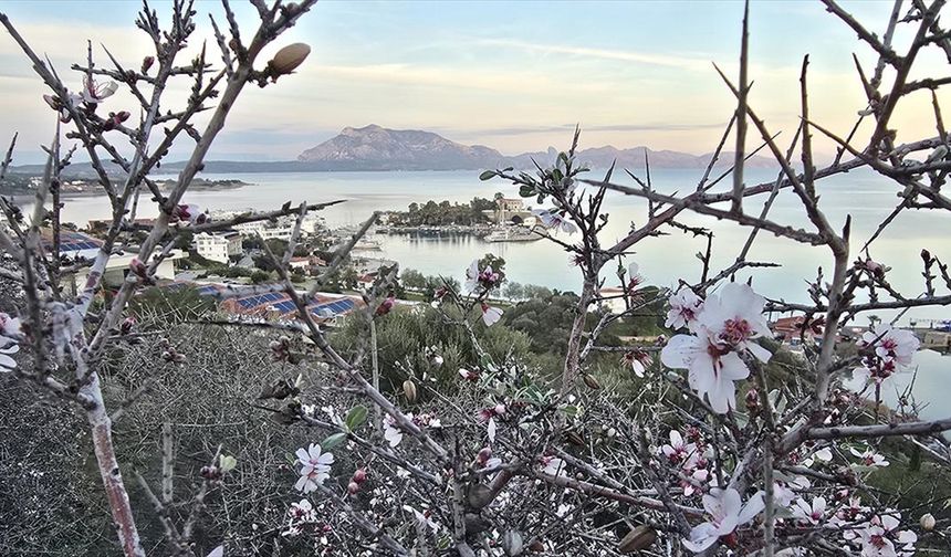 Kışın ortasında badem ağaçları çiçek açtı