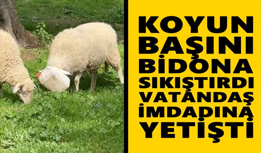 Aydın’da ilginç anlar! Koyun başını bidona sıkıştırdı, vatandaş imdadına yetişti