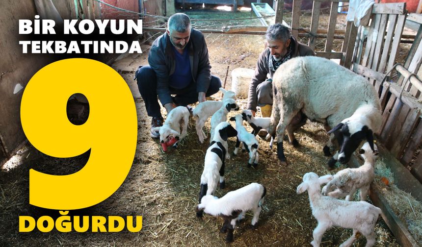 Bir koyun tek batında 9 doğurdu