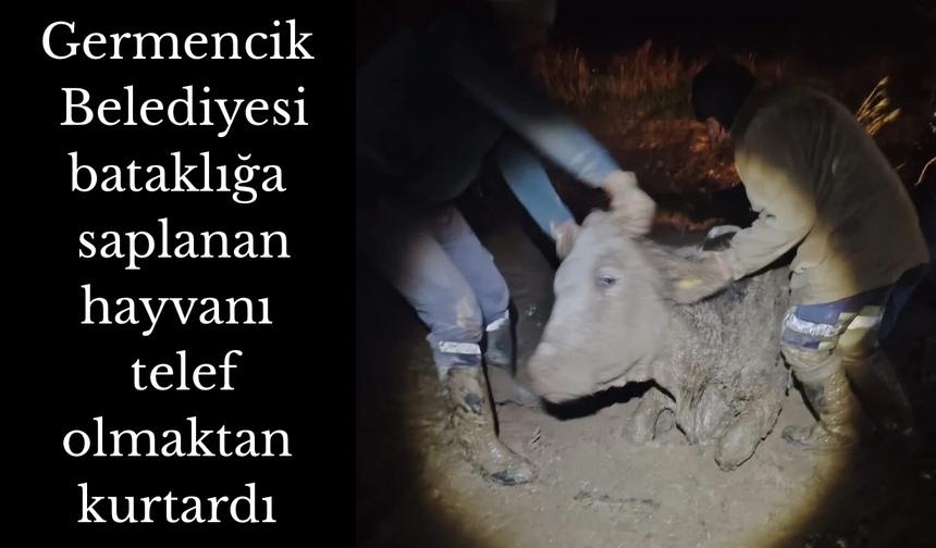 Aydın’da bataklığa saplanan hayvan son anda kurtarıldı