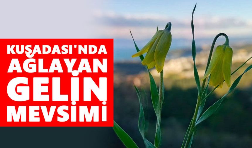 Kuşadası'nda ağlayan gelin mevsimi
