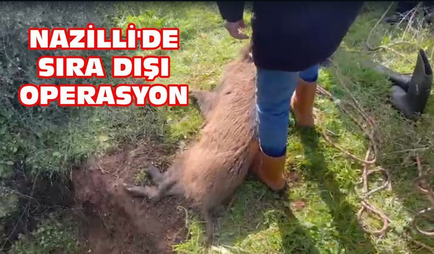 Nazilli'de sıra dışı operasyon: Kuyuya düşen yaban domuzu kurtarıldı