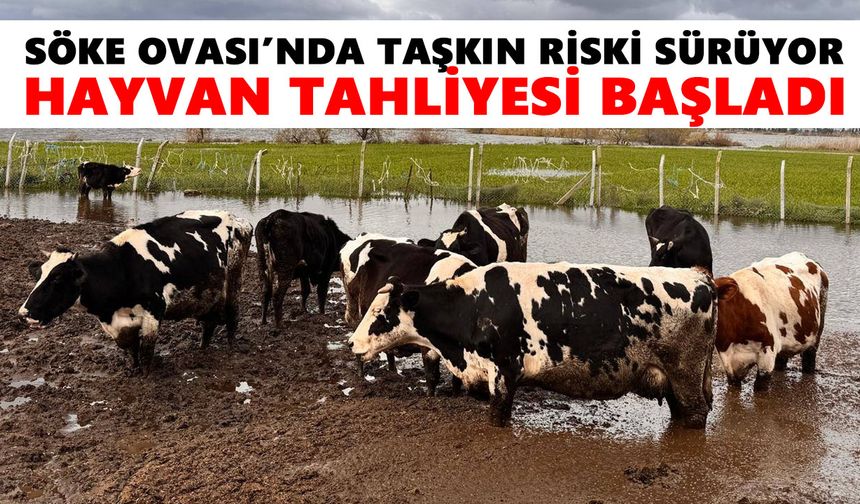 Söke Ovası’nda taşkın riski sürüyor! Hayvan tahliyesi başladı