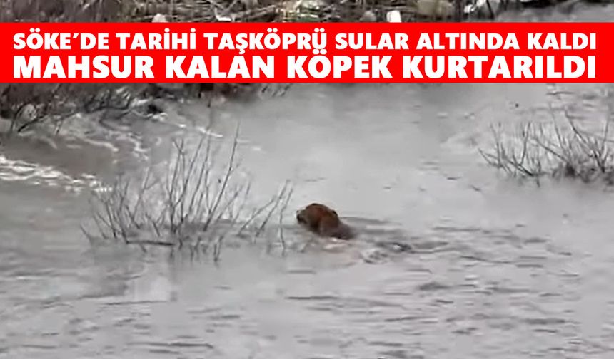 Söke’de tarihi Taşköprü sular altında kaldı: Mahsur kalan köpek kurtarıldı