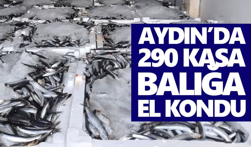 Aydın’da 290 kasa balığa el konuldu