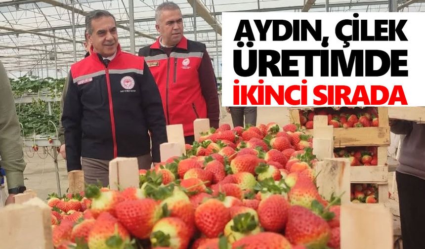 Aydın, çilek üretimde ikinci sırada: Hasat başladı