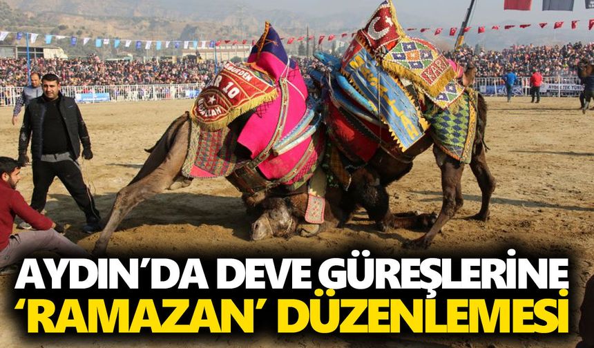 Aydın'da şap karantinası bitti develer sahaya iniyor: İlk güreşler öncesi peş peşe flaş yasaklar