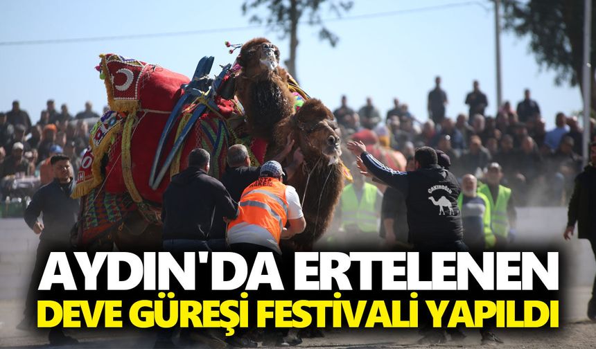 Aydın'da ertelenen deve güreşi festivali yapıldı