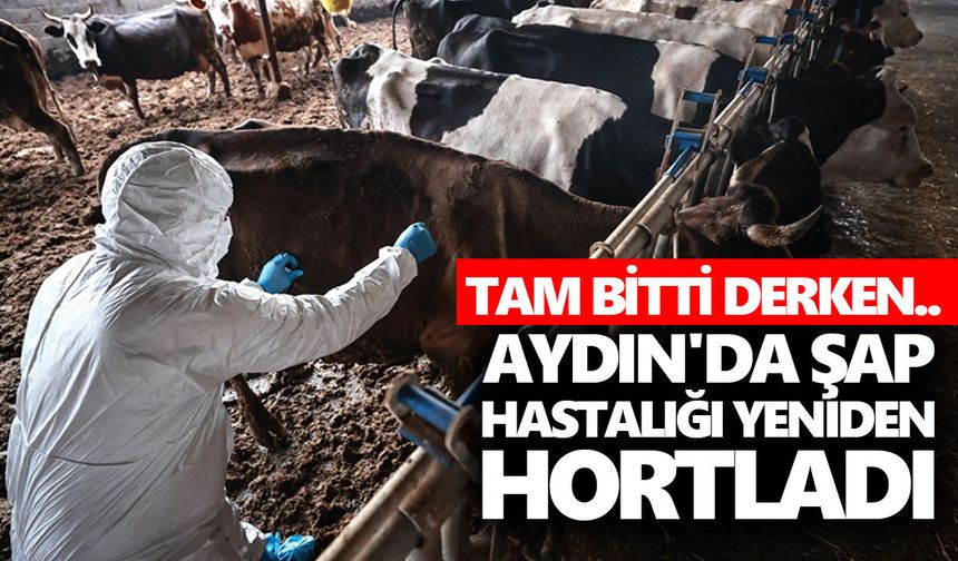 Aydın'da şap hastalığı yeniden hortladı