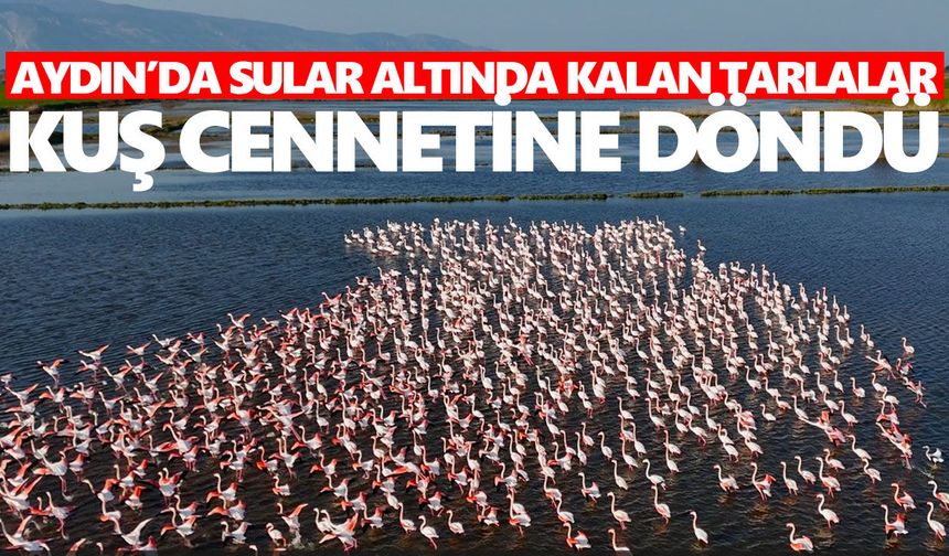 Aydın’da sular altında kalan tarlalar kuş cennetine döndü