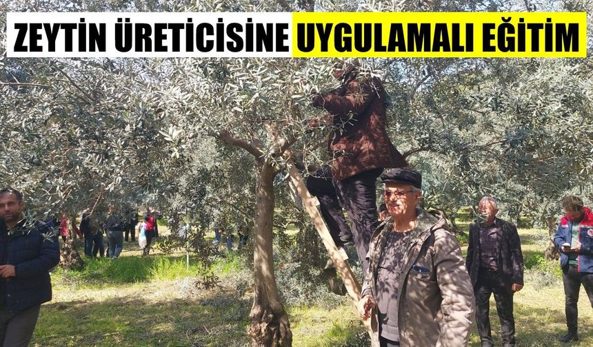 Koçarlılı zeytin üreticisine teknik gezi