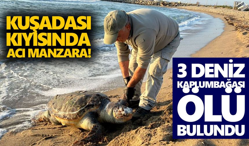 Kuşadası kıyısında acı manzara: 3 deniz kaplumbağası ölü bulundu