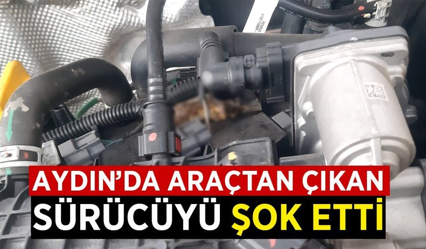 Aydın'da araçtan çıkan şey sürücüyü şok etti!