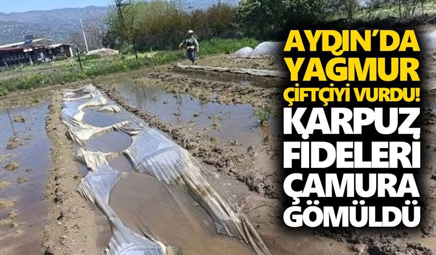 Aydın’da yağmur çiftçiyi vurdu! Karpuz fideleri çamura gömüldü
