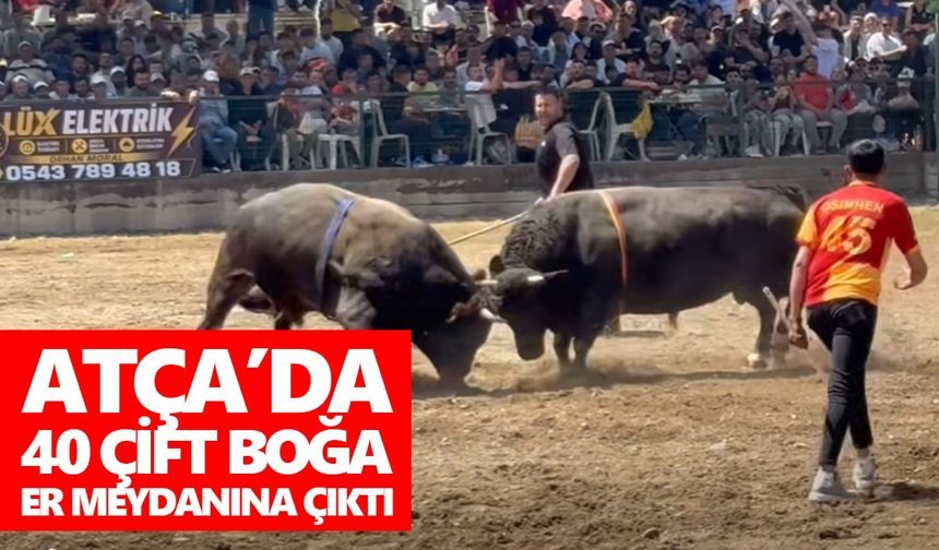 Atça’da 40 çift boğa er meydanına çıktı