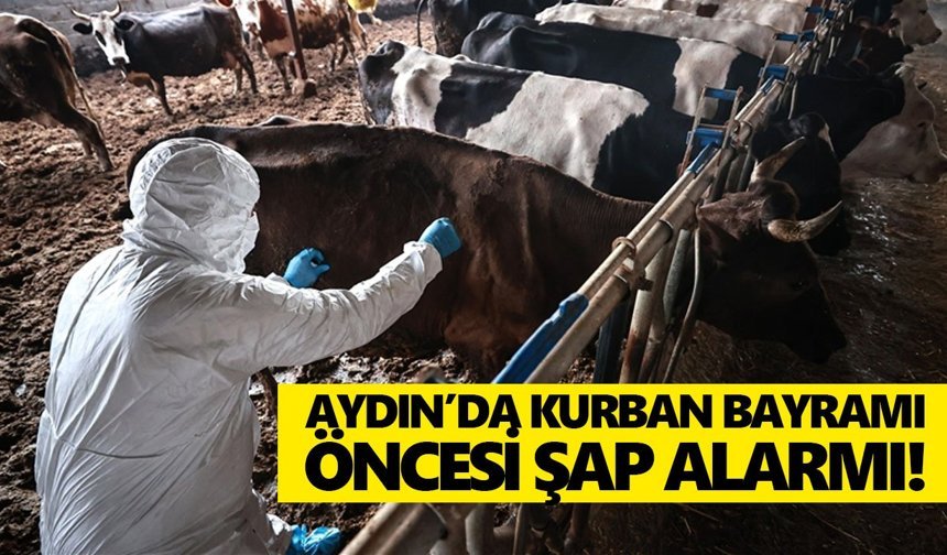 Aydın’da Kurban Bayramı öncesi şap alarmı!