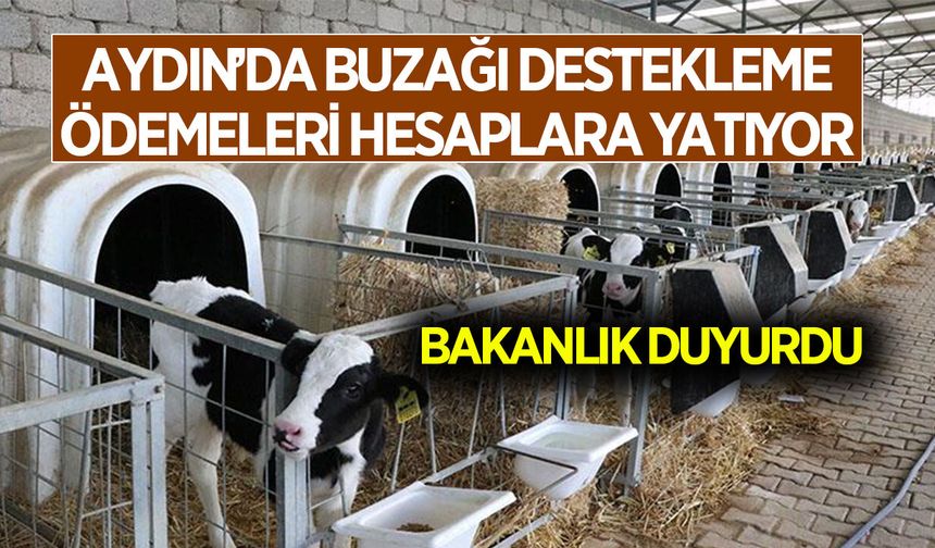 Aydın’da Buzağı Destekleme Ödemeleri hesaplara yatıyor