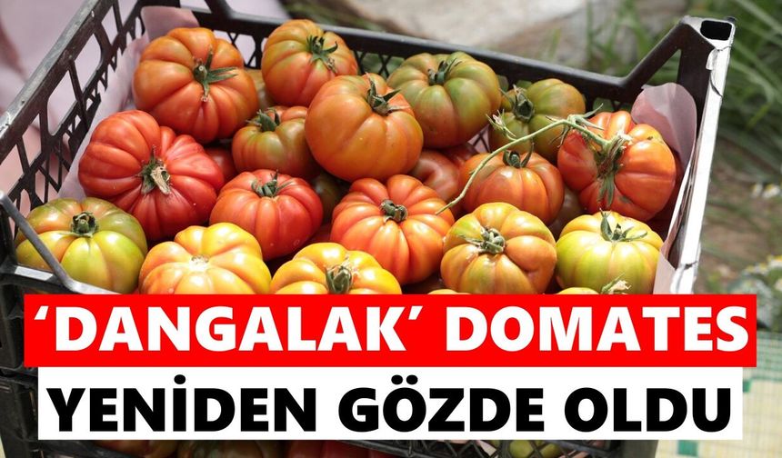 İncirliova’da yerli domates hasadı başladı