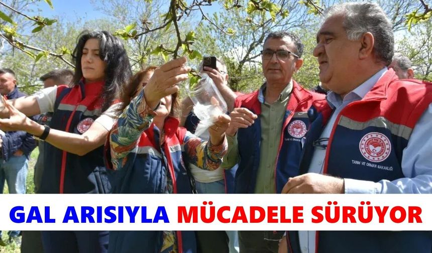 Köşk'te gal arısıyla mücadele sürüyor