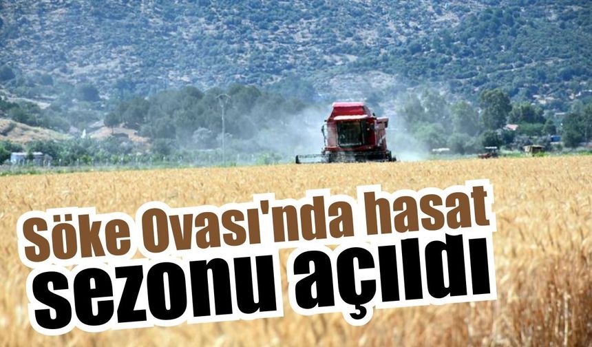 Söke Ovası’nda buğday hasadı başladı