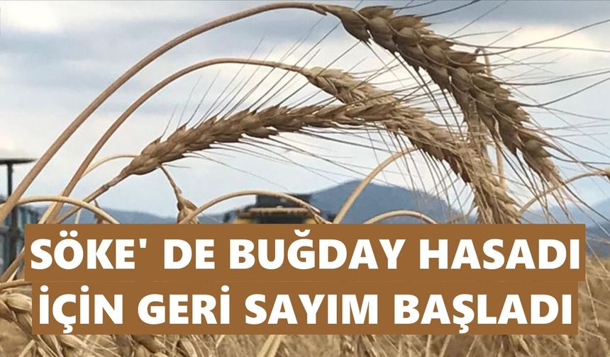 Söke’de buğday hasadı için geri sayım başladı
