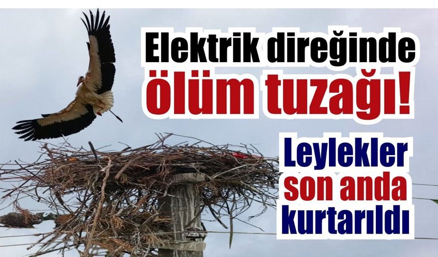 Söke’de leylek yuvası ölümcül tehlikeden son anda kurtarıldı