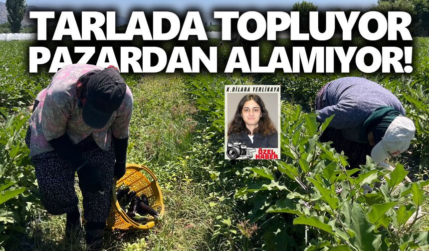 Aydın’da kavurucu sıcakta ekmek mücadelesi: Tarlada topluyor, pazardan alamıyor!