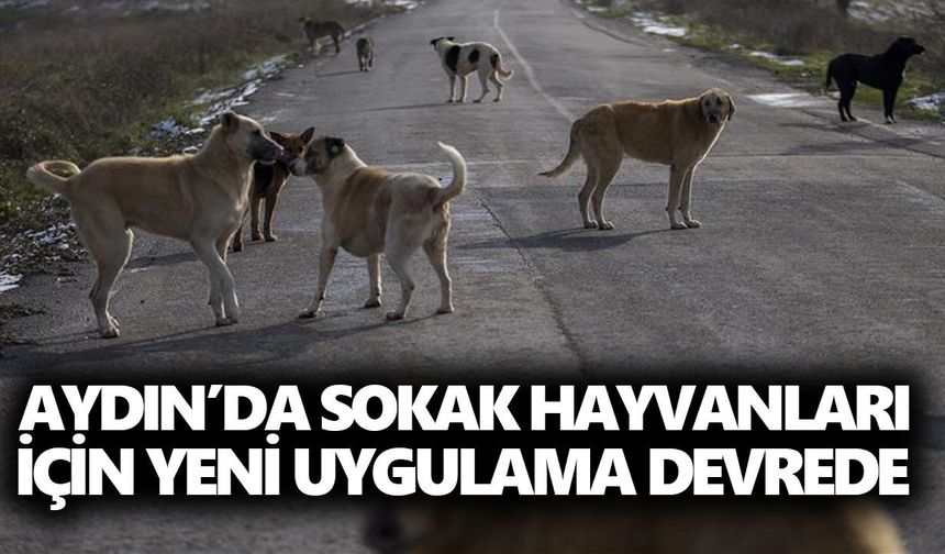 Aydın’da sokak hayvanları için yeni uygulama devrede