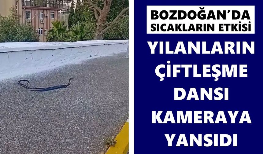 Bozdoğan’da sıcakların etkisi: Yılanların çiftleşme dansı kameraya yansıdı