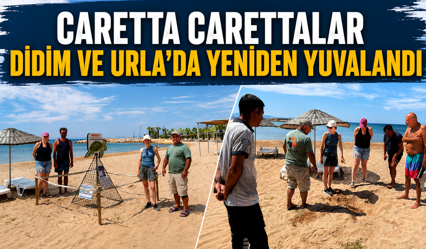Caretta carettalar Didim ve Urla’da yeniden yuvaladı