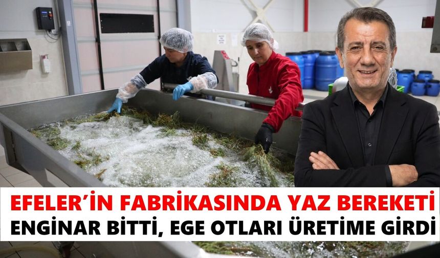 Efeler’in fabrikasında yaz bereketi: Enginar bitti, Ege otları üretime girdi