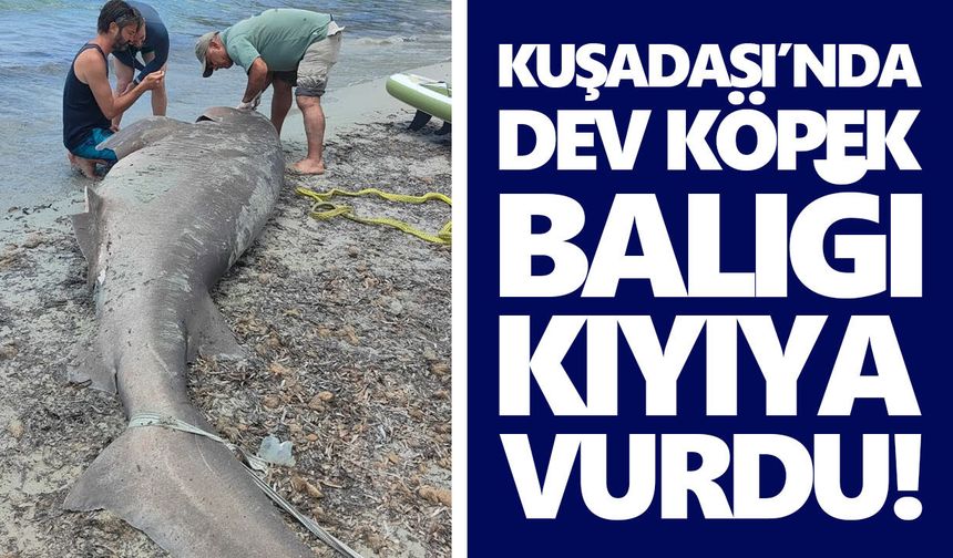 Kuşadası’nda dev köpek balığı kıyıya vurdu!