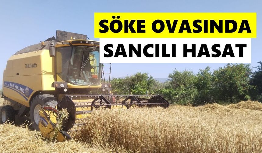 Söke Ovasında sancılı hasat